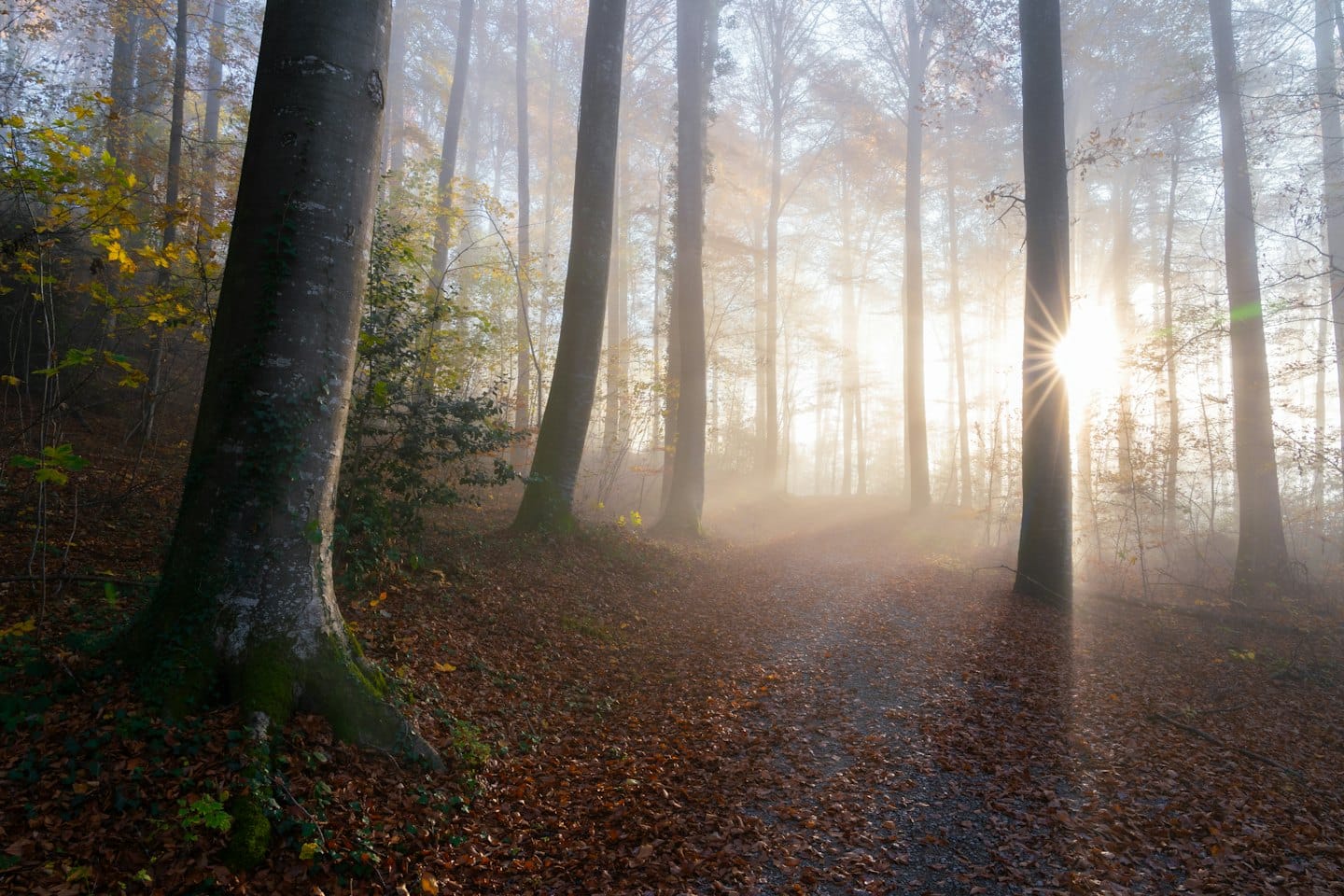 Waldweg durch nebligen Herbstwald mit gefallenem Laub.