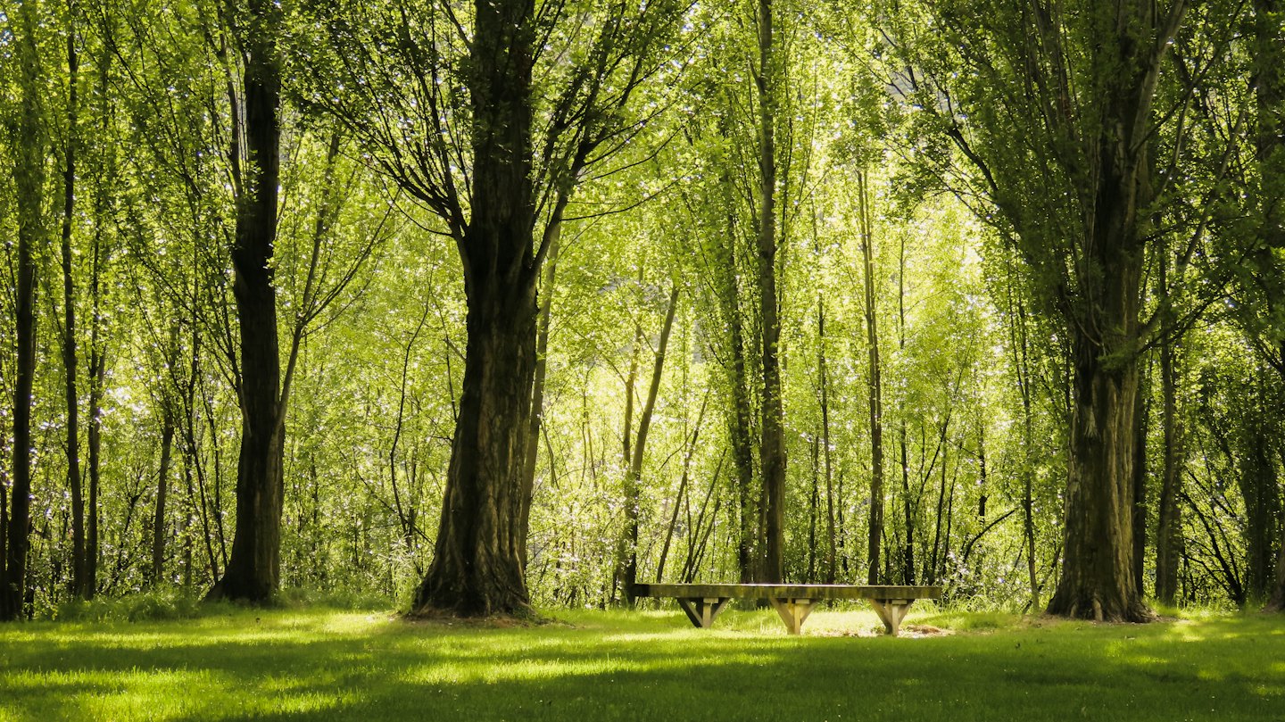 Eine rustikale Holzbank steht auf einer grasbewachsenen Lichtung im Wald.
