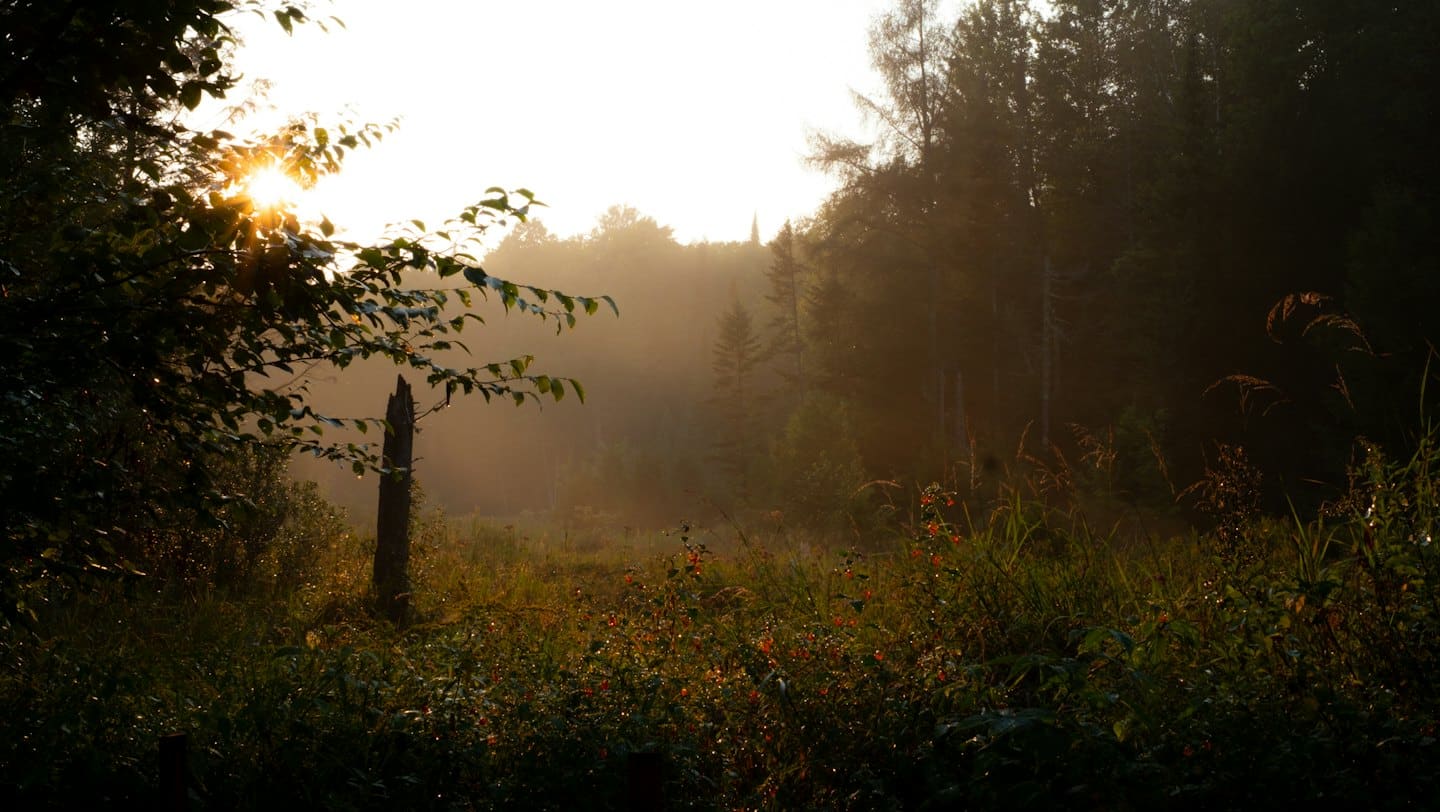Sonnenlicht fällt durch das Laub eines Waldes auf eine grüne Wiese.